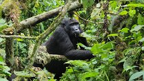 7 Days of Uganda Primates and Wildlife Adventure