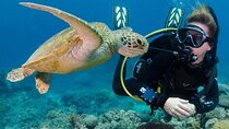 Tiran Island Snorkeling & Diving with Lunch - Sharm El Sheikh