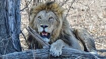 The Best of Johannesburg History & Kruger Safari in 6 Days