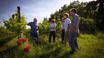 Winery Tour and Tasting on Padua Hills