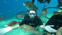 Tour in Alanya with Lunch and Guided Scuba Dives from Side