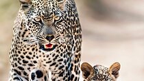 2 Days Budget Kruger National Park Tour