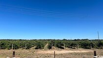 Barossa Valley Gin and Wine Tour