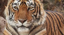 Ranthambore Tiger Safari Day Trip from Jaipur