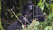 4 Days of Uganda Wildlife Gorillas and Golden Monkey Trekking