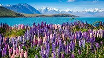 Private Tour Tekapo from Christchurch