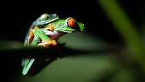 Frogs-Reptiles: Wildlife Private Night Tour In La Fortuna Arenal
