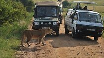 Two Days Masai Mara Private Safari Tour From Nairobi