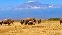 Day Tour to Amboseli National park and Masai Village Tour