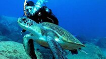 Tenerife First Time Scuba Dive – Turtle Habitat, Small Groups