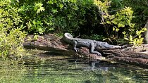 Gator Viewing Clear Kayak Springs Tour
