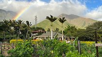 Regenerative Mango and Tropical Fruit Tour in West Maui