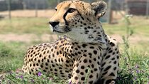 Cheetah Outreach and Giraffe Encounter with Wine Tasting Tour