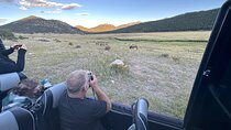 A Rutin' Good Time; Elk Tour in Rocky Mountain National Park