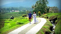 Jatiluwih Rice Terace & Swing Tour