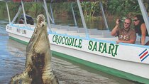 Crocodile Safari Expedition & Carara National Park. Private Tour
