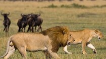 4 Days Safari Tour in Tanzania’s most Iconic Parks