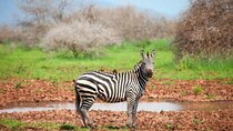 5 Days Guided Safari along Tanzania's Northern Circuit