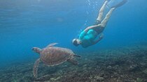 The best snorkeling with turtle in Nusa Penida Bali