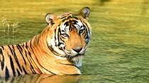 From Delhi: 4 Day Golden Triangle and Tiger Safari Private Tour