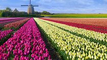 4 Hours Amsterdam Private Guided Tour with Roundtrip Transfer