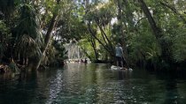 Guided Clear Kayak Tours on the Silver River
