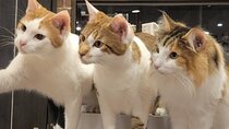 Cat Cafe & Bar Private Tour in Yanaka & Yushima