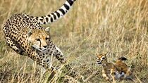 3-Day Masai Mara Safari Tour