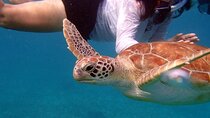Florida Keys Eco Tour: Snorkel, Kayak, Lunch + Transportation!