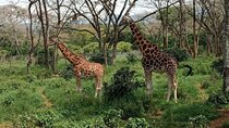 Day Tour to Karen Blixen, Giraffe Center and Bomas of Kenya