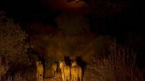Night Safari Adventure with Bush Dinner