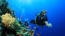 Ras Muhammed & White Island 2 Diving Stops Trip - Sharm El Sheikh