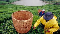 Tea Experience in the Exotic South of Mauritius Private tour.