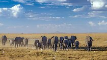 7-Day Amboseli, Lake Naivasha and Masai Mara Safari