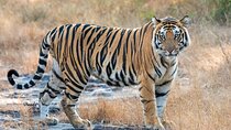 05 Days - Private Luxury Golden Triangle Tour with Ranthambore