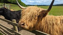 Loch Lomond, Highland Cows, Victorian Town, Castle Half-Day Tour