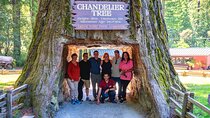 Avenue of the Giant Redwood Private 1 day Tour from San Francisco