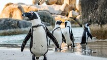 Full Day Private Cape Peninsula and Boulders Beach Tour