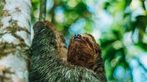 Sloth Watching in Arenal