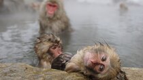 2 Day Private Tour in Tokyo with Snow Monkeys by Bullet Train
