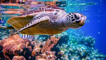 Private Abu Dabbab Snorkeling with Turtles :Marsa Alam