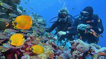 Hamata/Qulaan Islands diving Trip Full day & Lunch :Marsa Alam