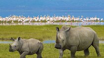 4 Days Masai Mara and Lake Nakuru Shared Camping Safari 