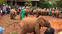 1 Day Tour Nairobi National Park, Elephant Center, Giraffe Ctr