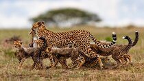 15-Day Ultimate Legends of the Wild Kenya Tanzania Safari