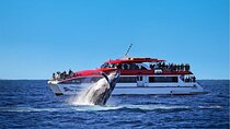Sydney Whale Watching Cruise from Circular Quay