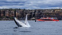 Whale Watching & Hop On Hop Off Sydney Harbour Explorer Cruise