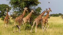 3-Day Kruger Tented Big 5 Safari Tour from Johannesburg