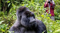 3-Day Private Guided Gorilla Trekking In Uganda