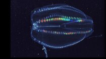 Comb Jelly Bioluminescence Clear Kayak Glow Tour